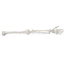الحياة-- حجم العلوي النموذج العظمي الهيكل العظمي